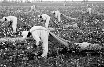 Prisoners from the Ferguson Unit picking cotton outside of Huntsville, Texas, in 1968. The unit was named after James E. Ferguson, a governor in the 1910s with a troubled record of condoning  anti-Mexican violence. 